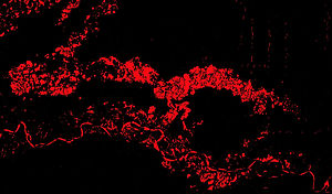 Deforestation from mining in Peru